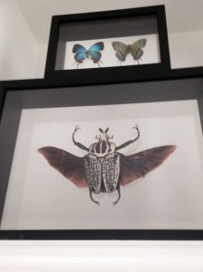 Goliath beetle, native to Africa. In captivity they are actually fed commercial cat and dog food!